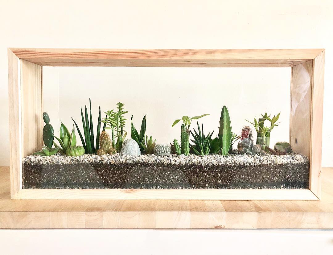 Wooden Terrariums SucculentsPH