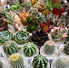 Load image into Gallery viewer, Giveaways, Event Tokens or Party Favors