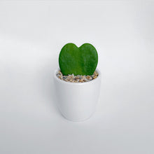 Load image into Gallery viewer, Hoya Kerrii