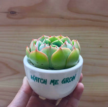 Load image into Gallery viewer, Giveaways, Event Tokens or Party Favors
