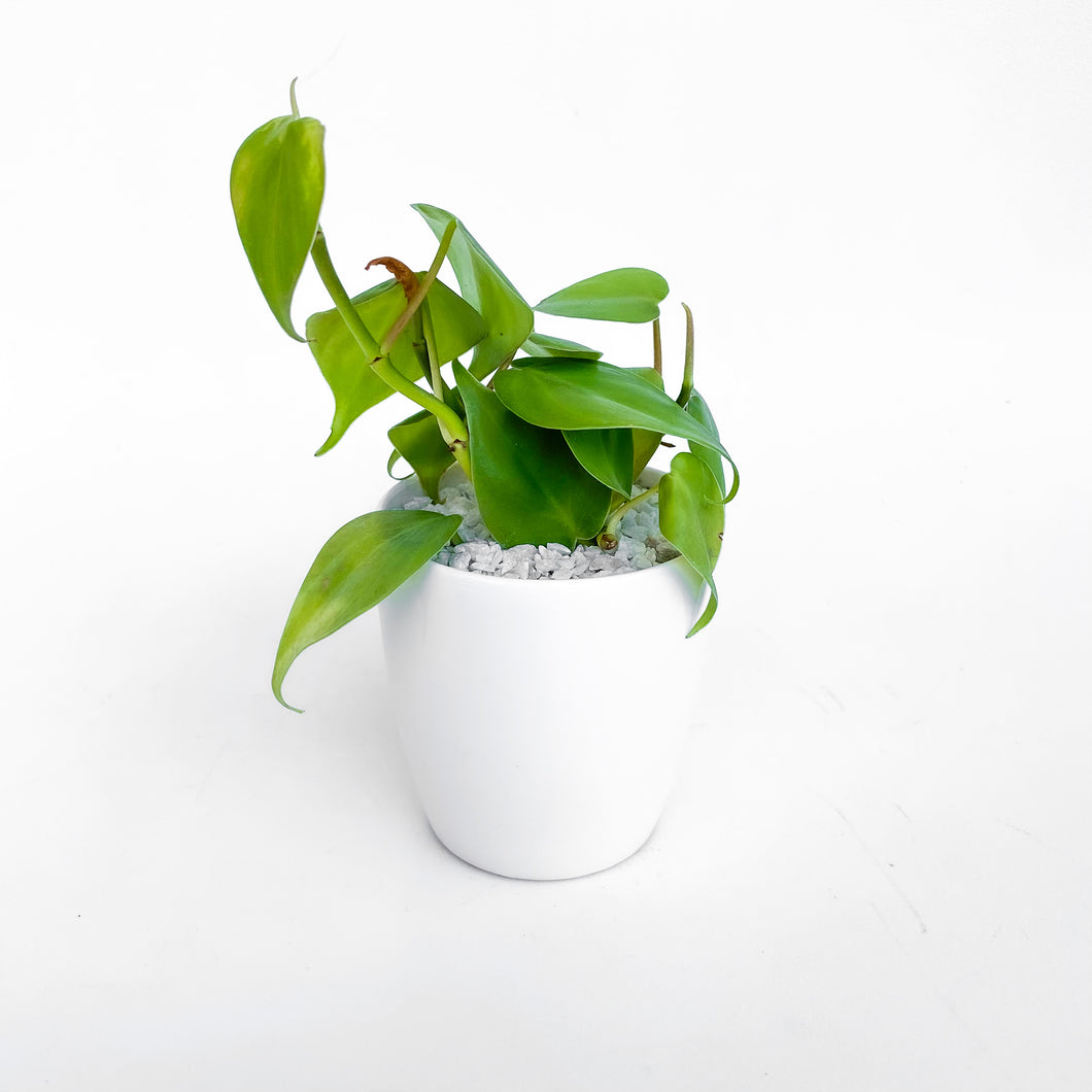 Philodendron