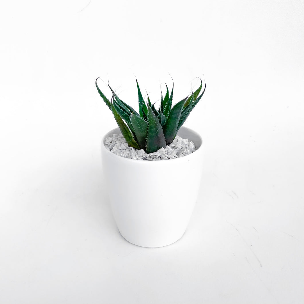 Aloe