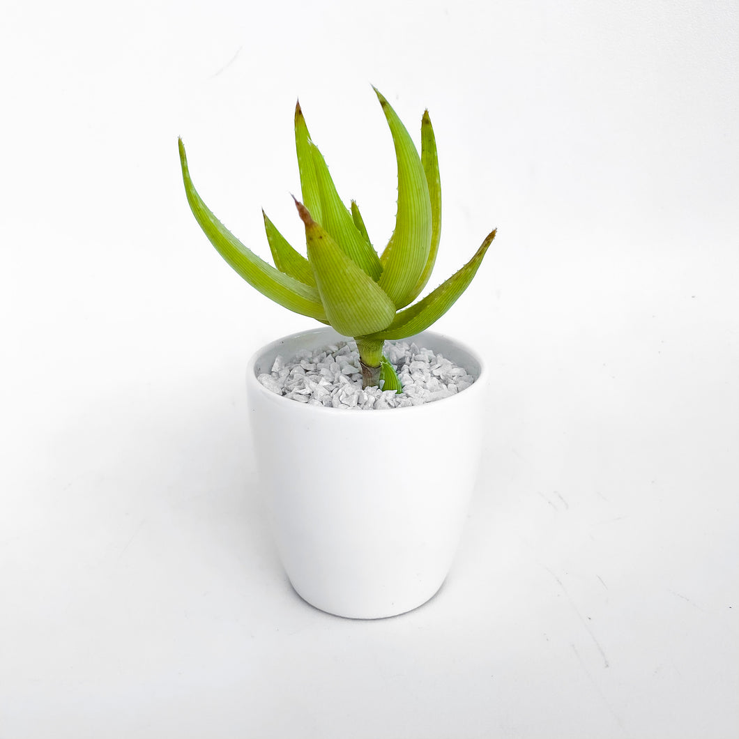 Aloe