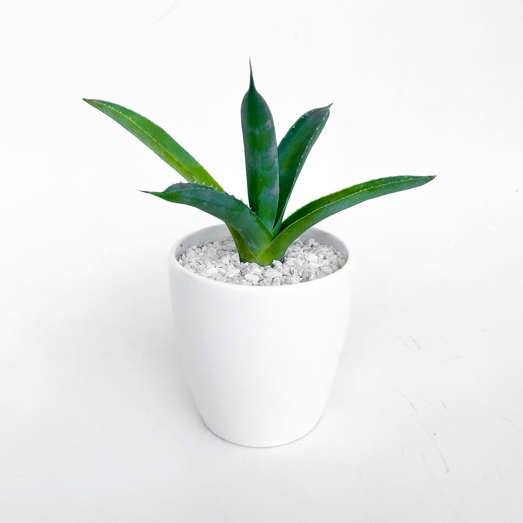 Agave
