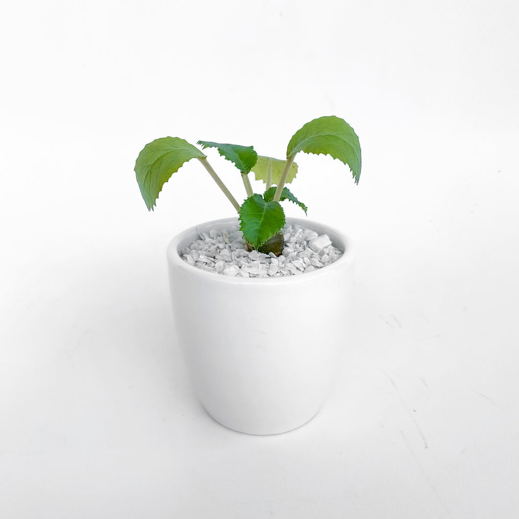 Dorstenia