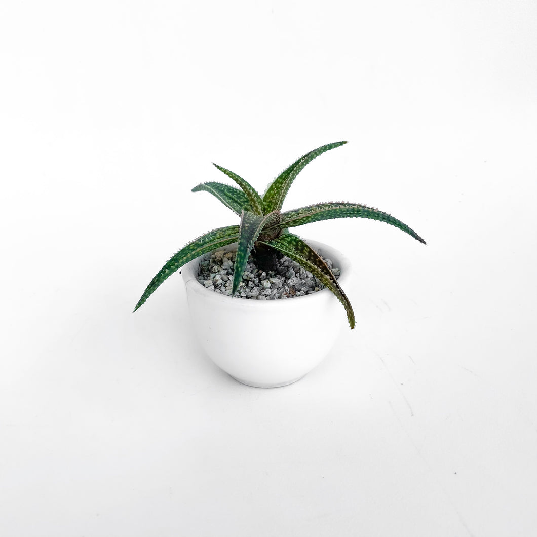 Aloe