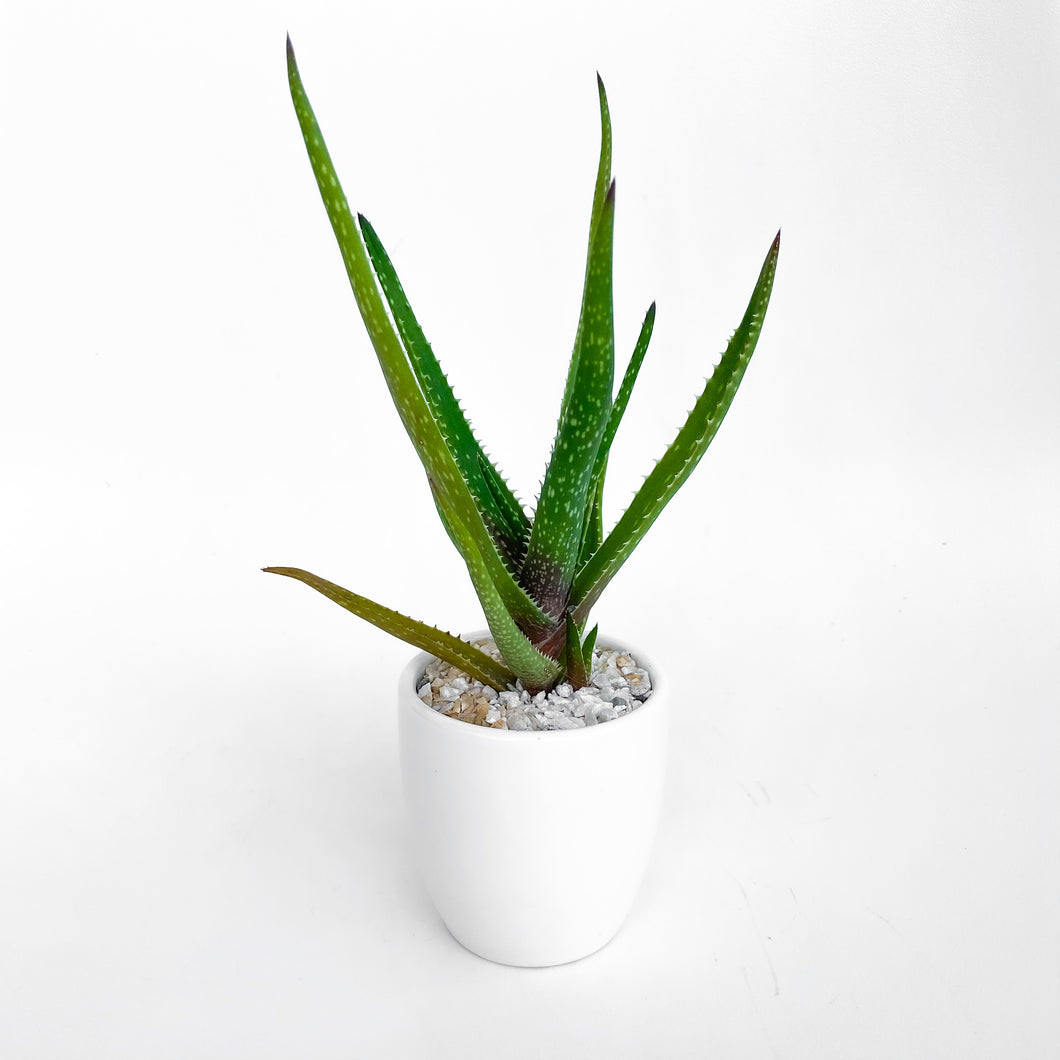 Aloe
