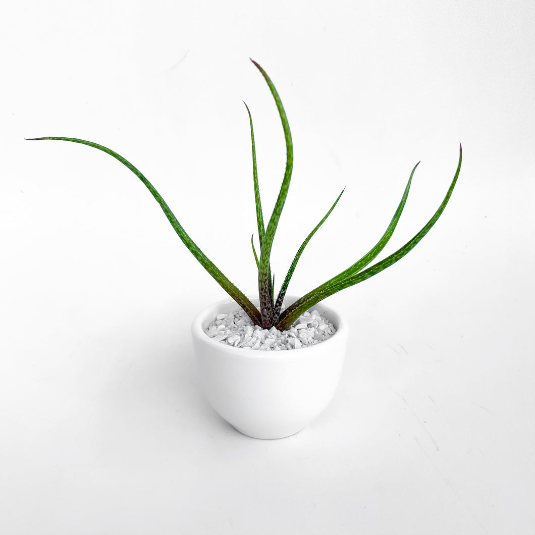 Aloe