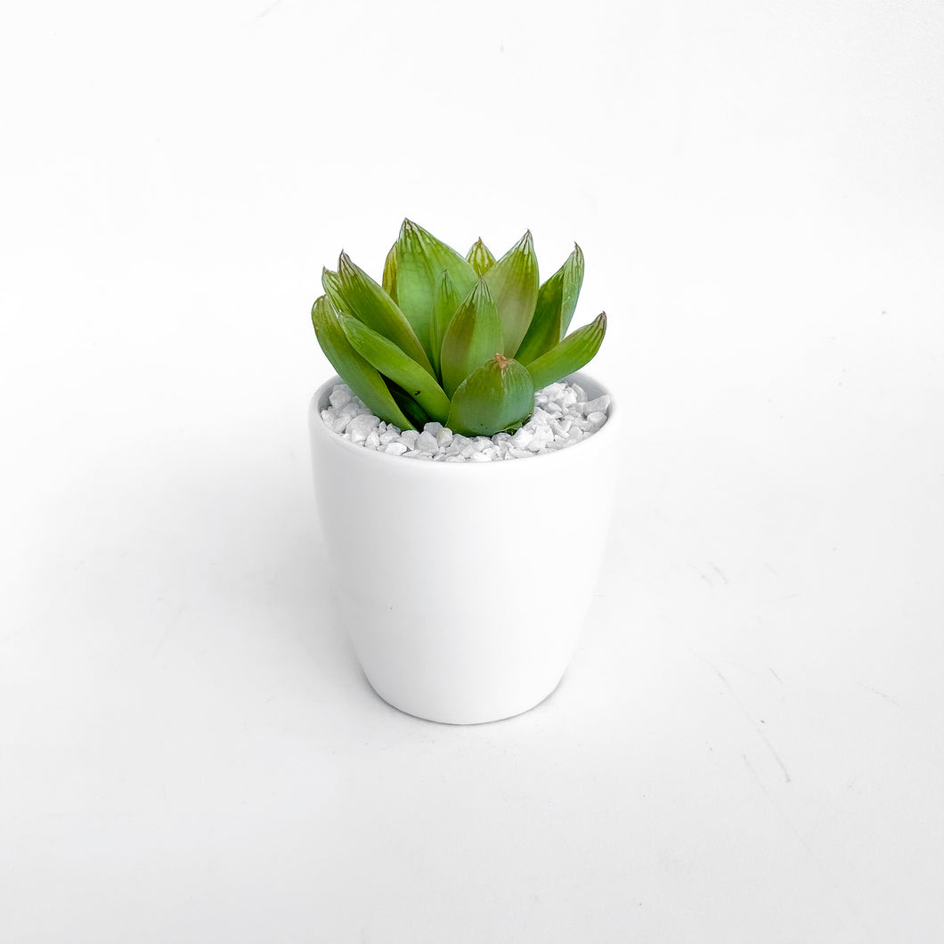 Haworthia