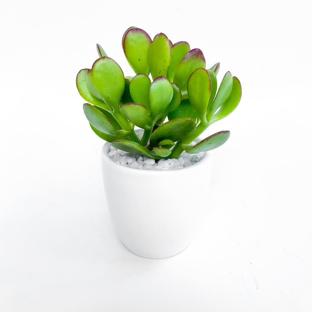 Crassula Ovata