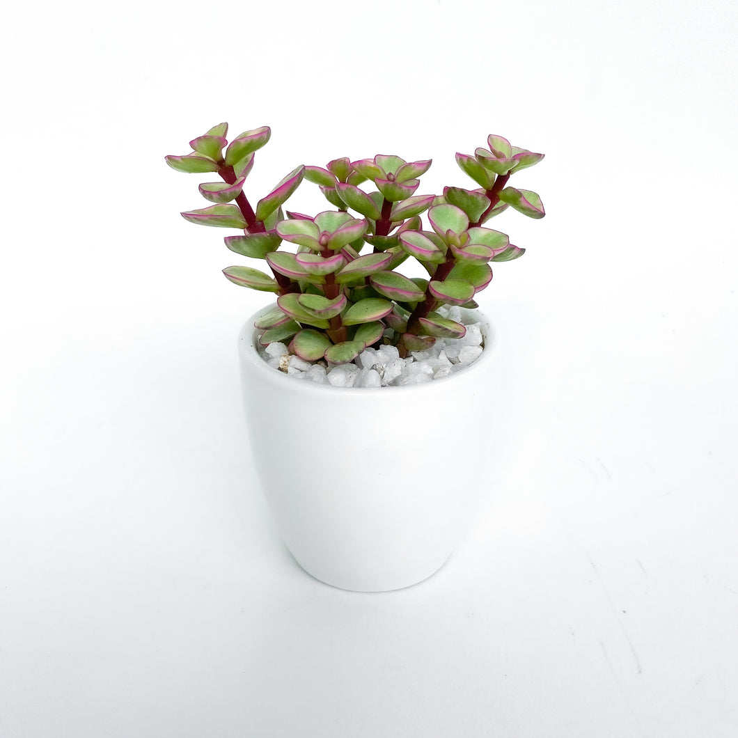 Portulacaria Afra Variegated