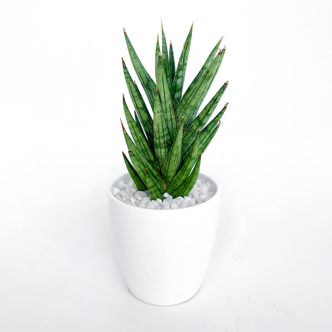 Sansevieria Francisii