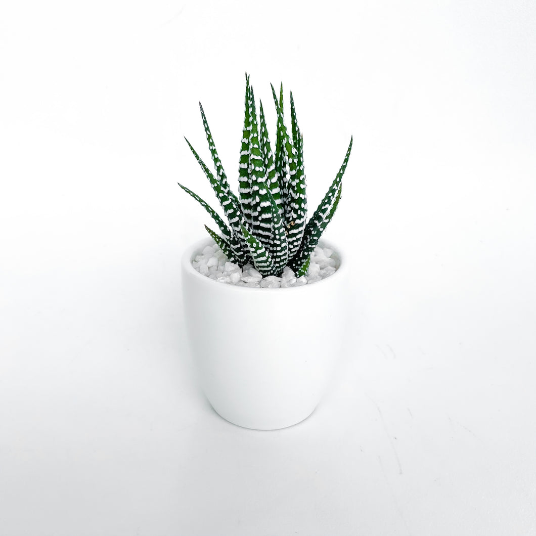 Haworthia