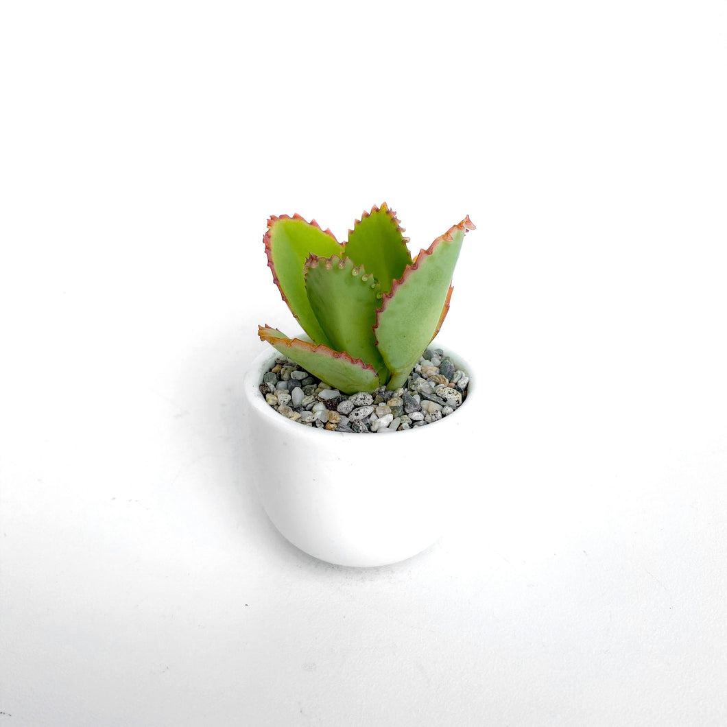 Kalanchoe Daigremontiana