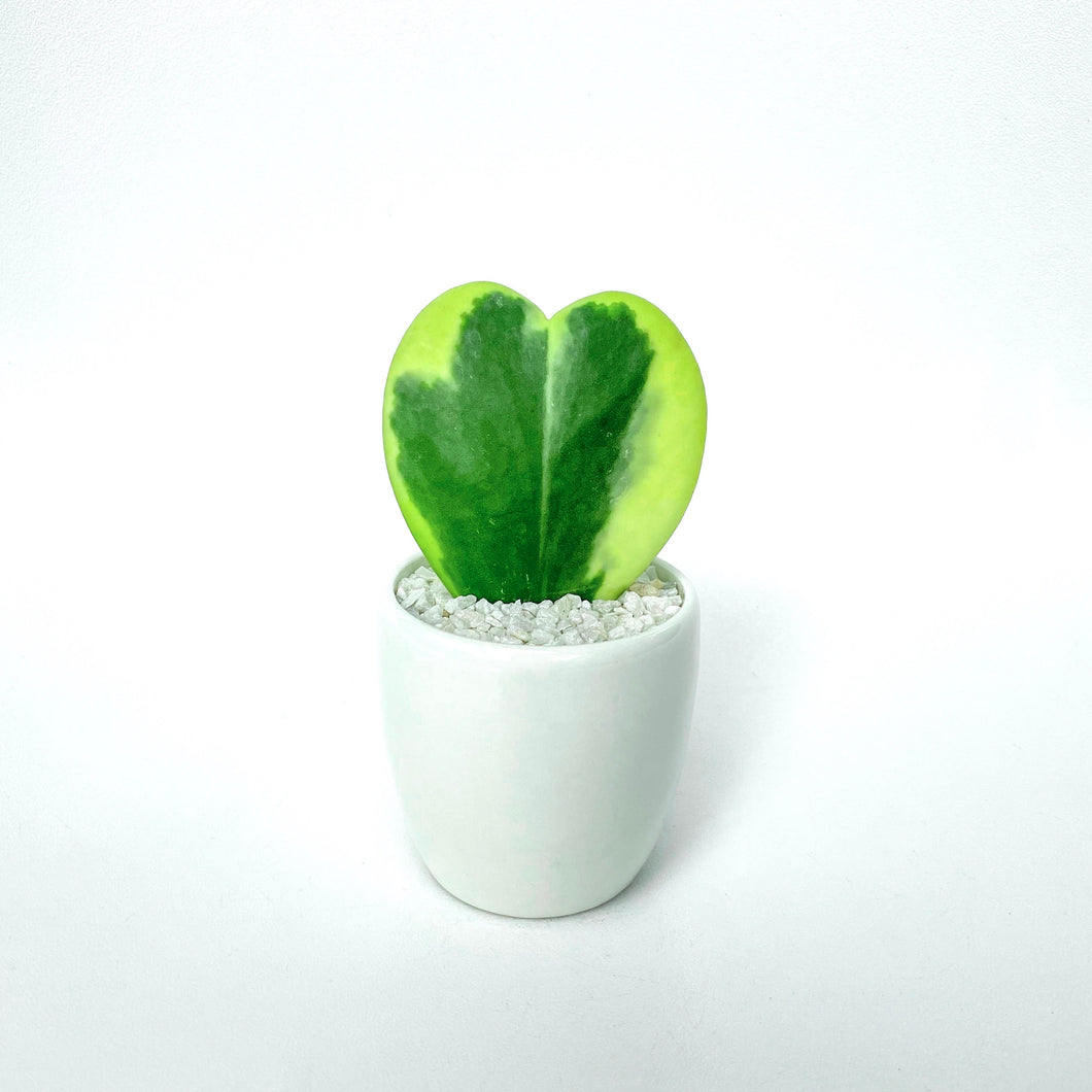 Hoya Kerrii
