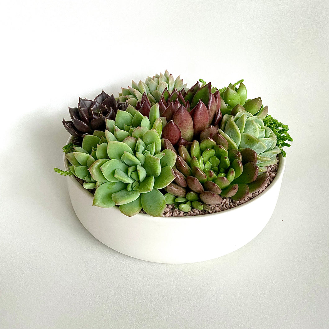 Succulents Premium Dish Garden