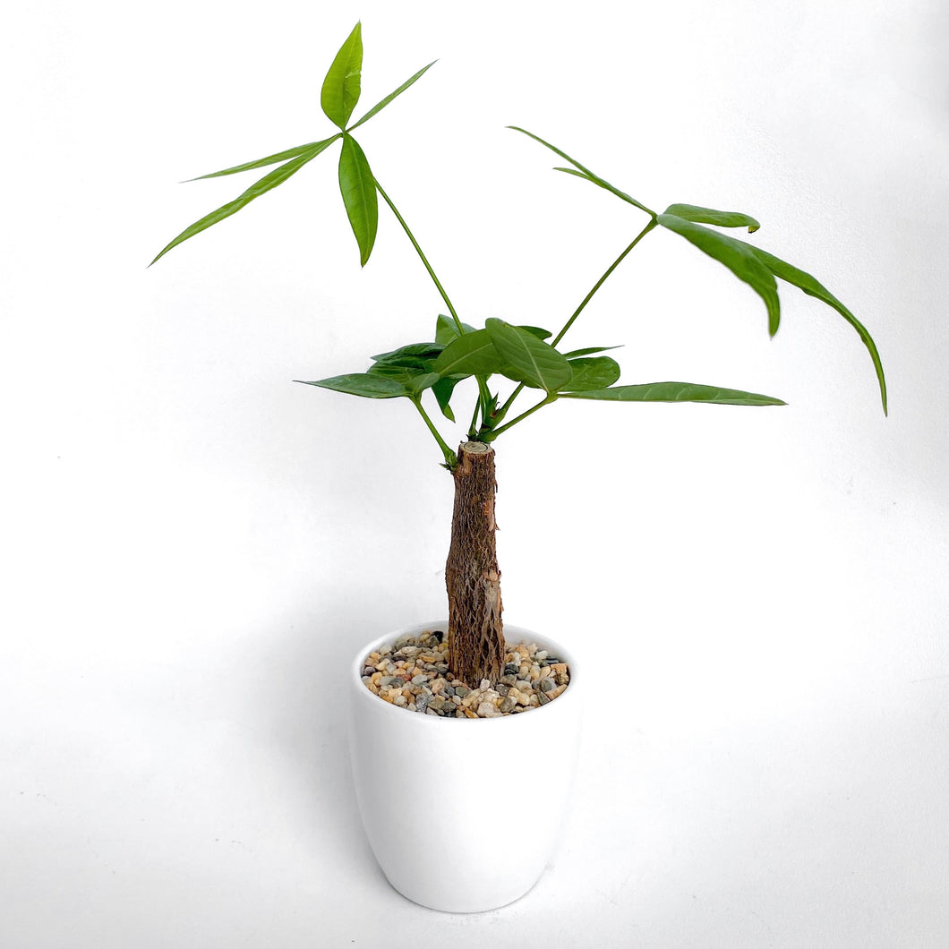 Pachira Aquatica